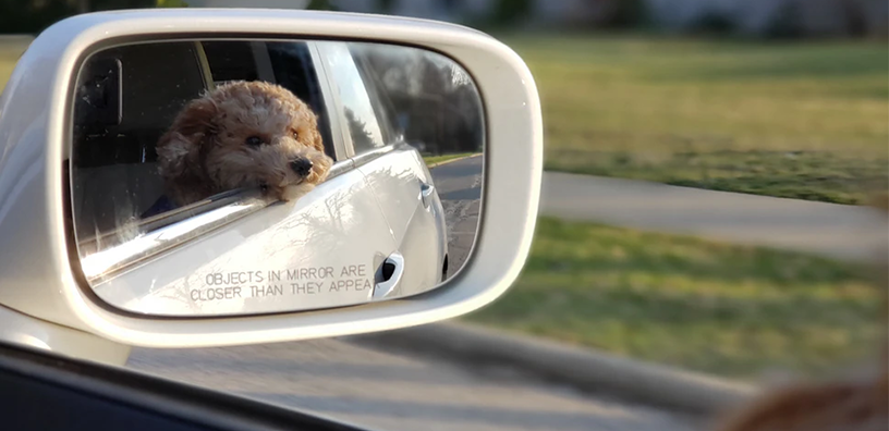 Traveling With Your Dog? Read This!