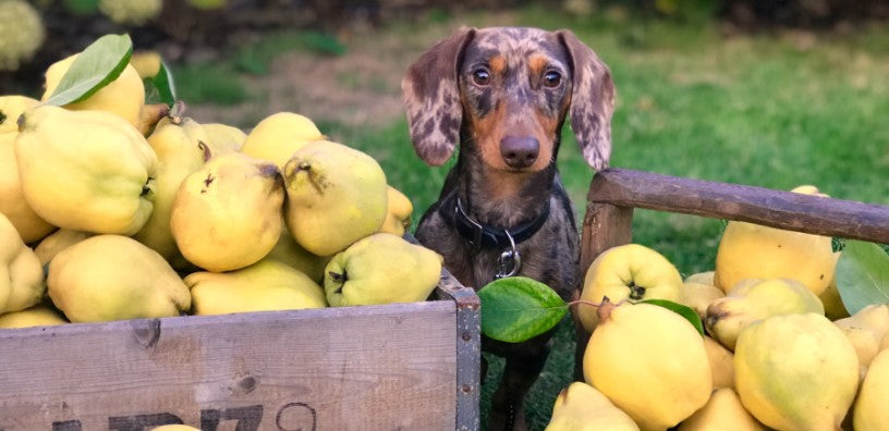 Reduce Your Carbon Pawprint: 5 Ways to Go Green With Your Dog