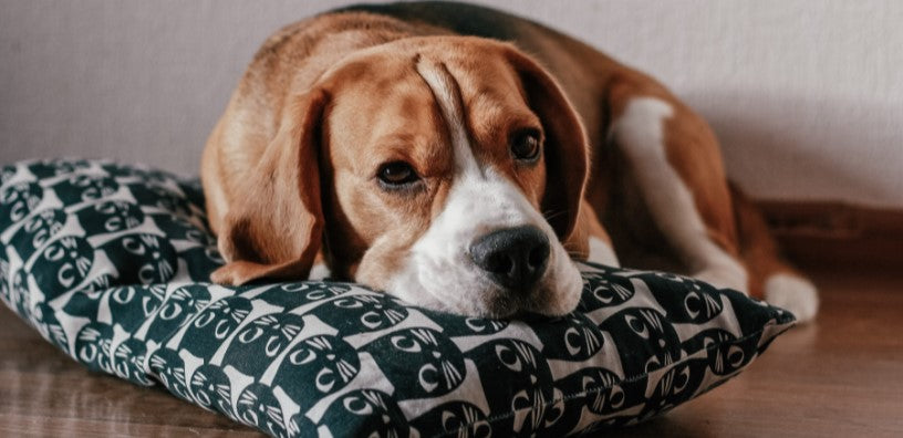 6 Ways to Keep Your Dog Busy Indoors