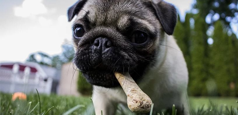 Cómo tratar con un perro quisquilloso