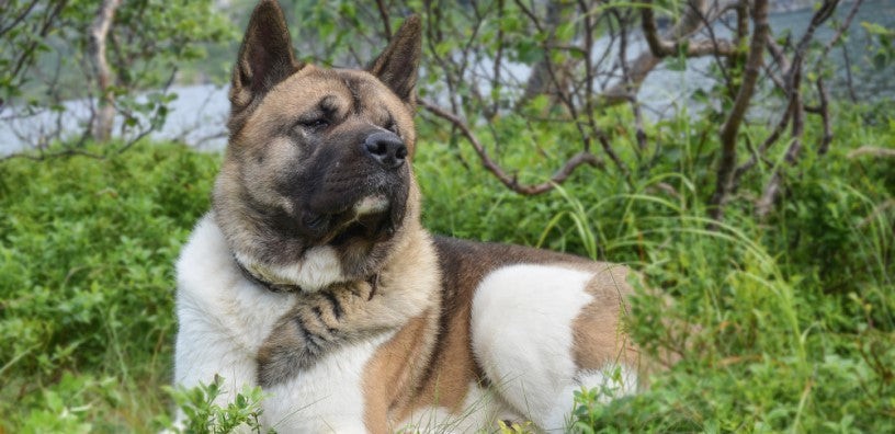 What is an Akita?