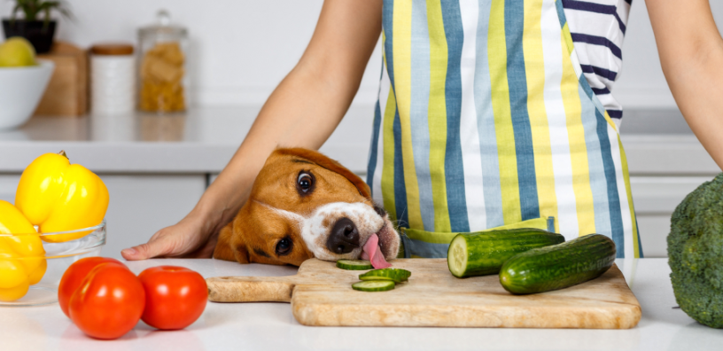 What's on the Menu? Things in Your Kitchen Your Dog Can and Cannot Eat