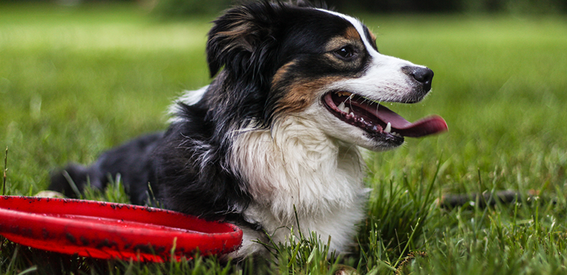 10 Games to Tire Out an Energetic Dog