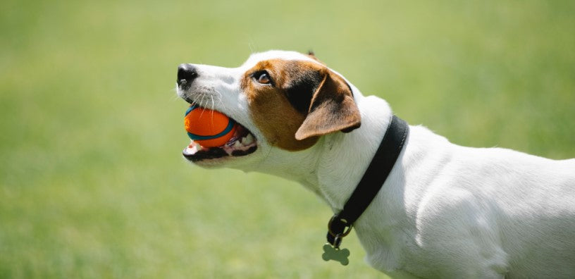 A puppy holding a tennis ball outside.