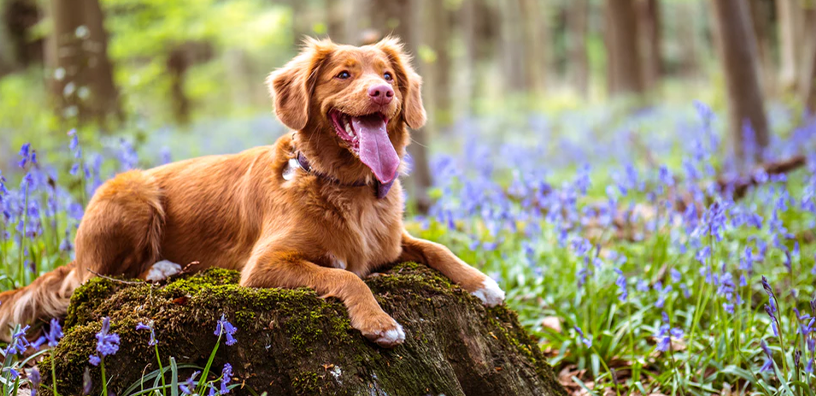 Does Your Dog Have Allergies?