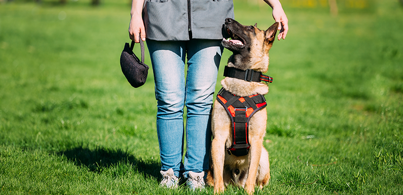 Top 5 Training Tips for New Dogs Owners
