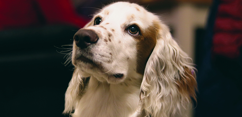 Random Facts About Dogs You've Never Heard Of