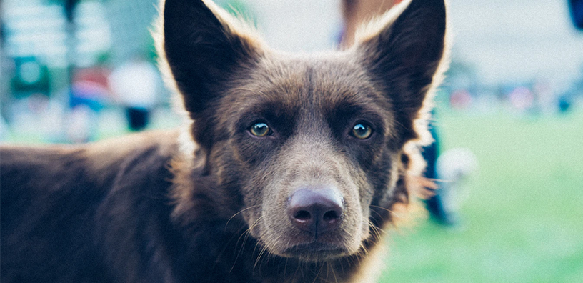 Cómo saber si tu perro está estresado