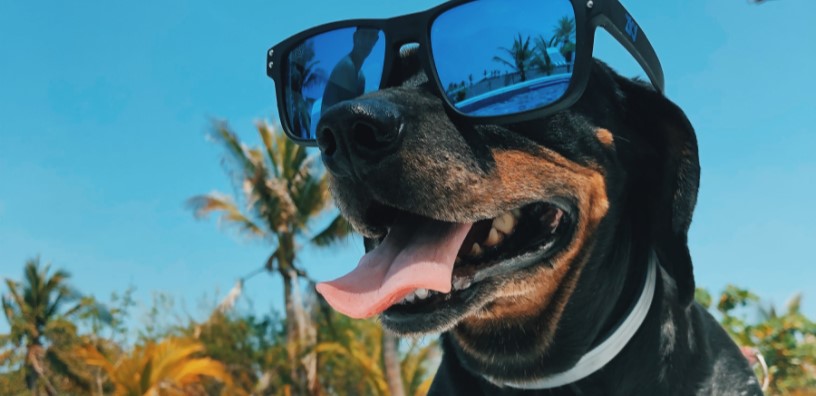 Tips for Keeping Your Dog Safe this Summer