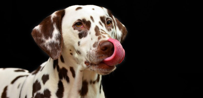 Los 5 problemas de piel más comunes en los perros: lo que necesitas saber
