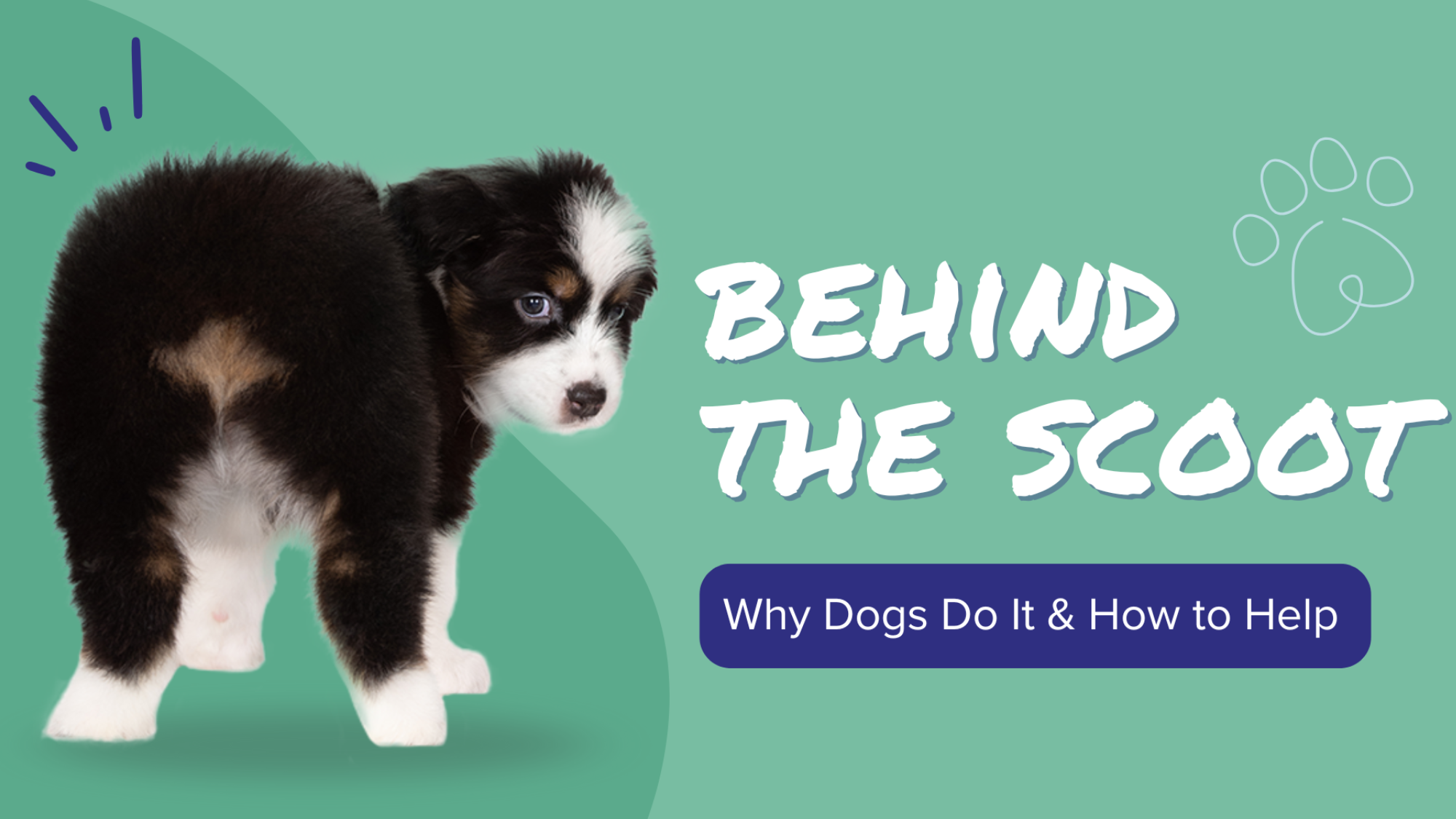Behind The Scoot PupGrade Feature Image; small black and white dog, green background