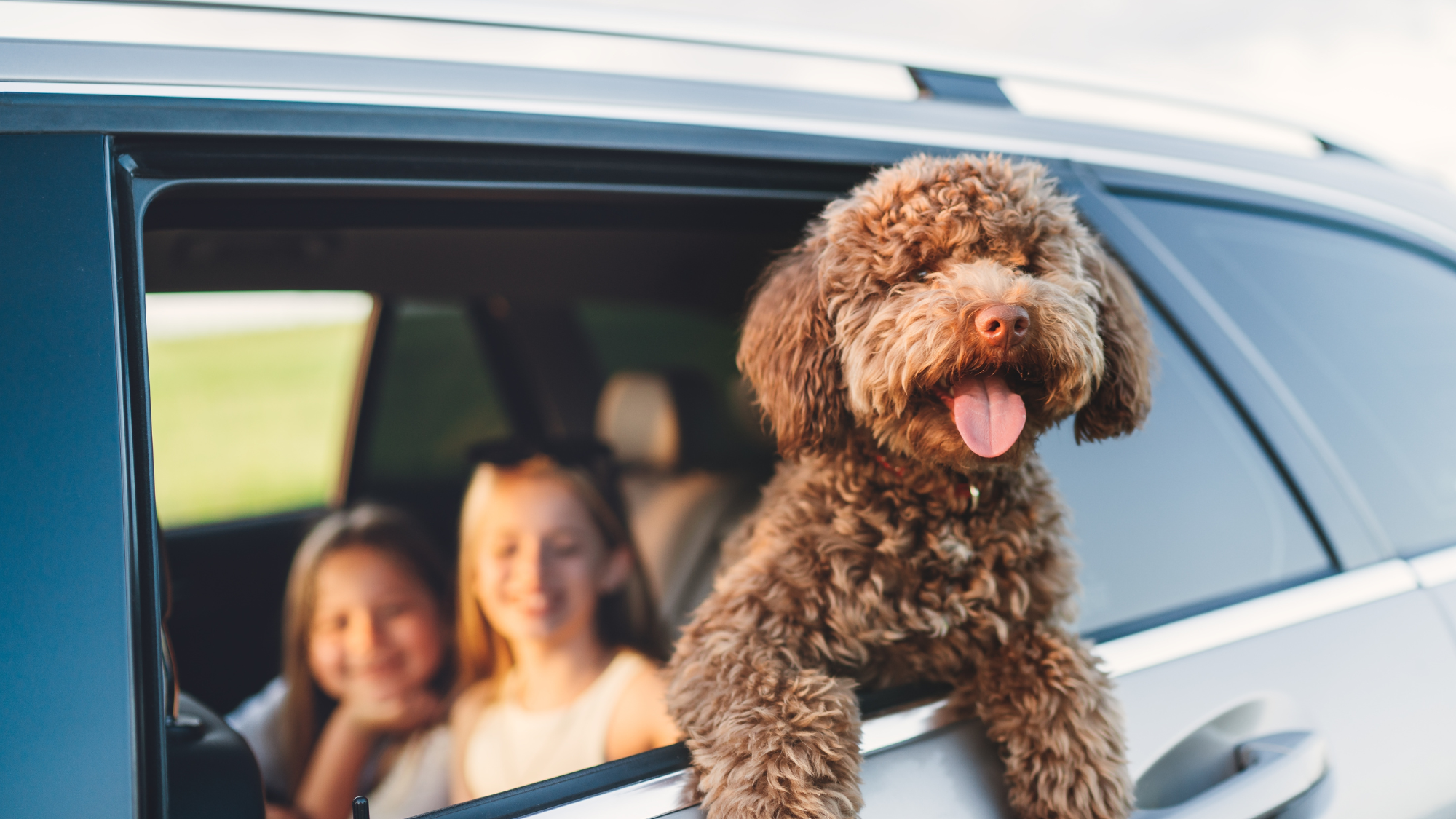 Happy dog with their head out the window of the family car on a road trip