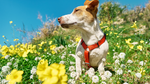 Small dog enjoying the Spring season outside in a field of flowers, with a red harness on