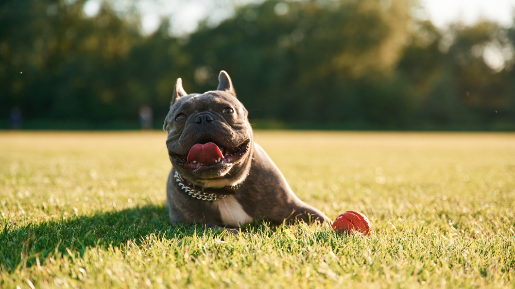 5 Ways Warm Weather Can Affect Your Dog’s Skin, Coat, and Comfort