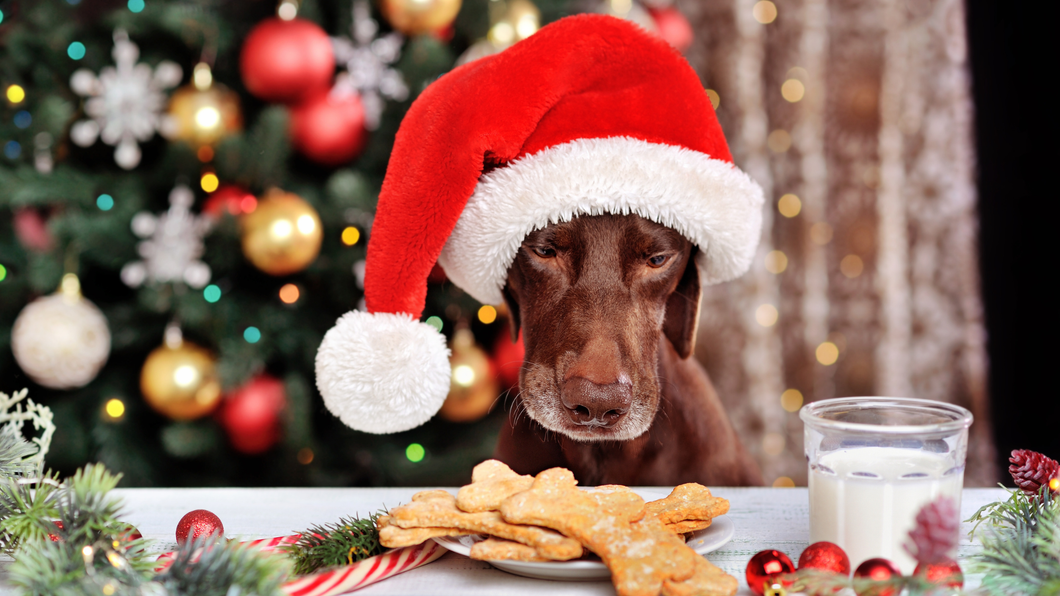 What Holiday Foods Are Safe for Dogs? A Pup-Parent Guide