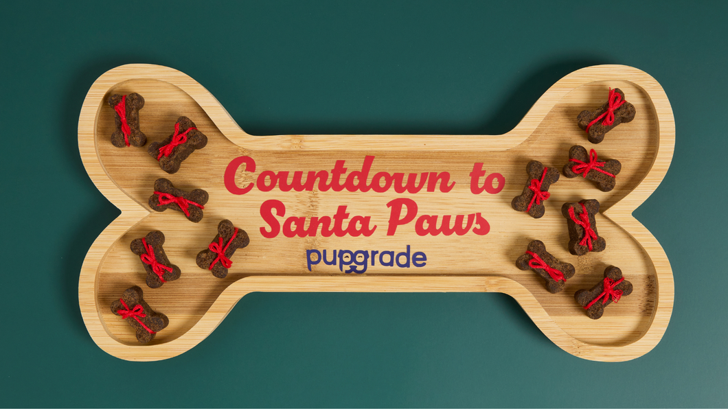 4 DIY Dog-Friendly Holiday Treat Recipes