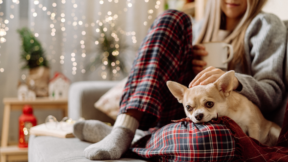 Small dog sitting snuggly in her owner's lap, inside a festive winter home
