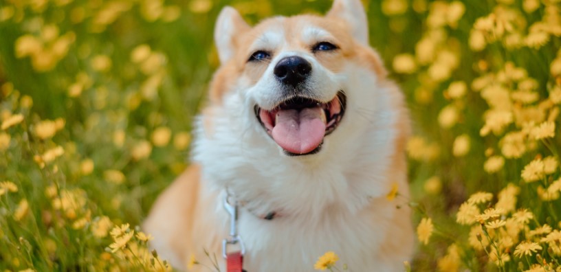 Fun Spring Activities To Do With Your Dog