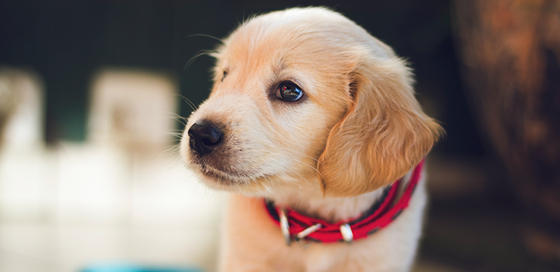 4 Questions to Ask Yourself Before Getting a Dog
