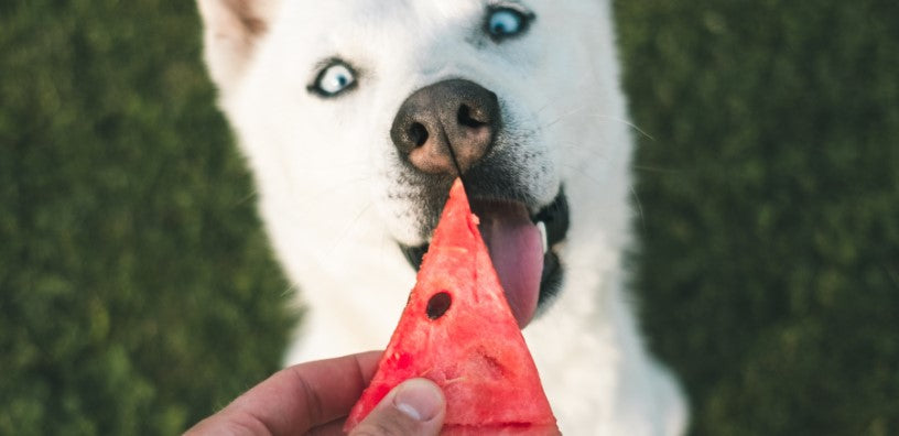 6 DIY Cooling Summer Treats for Your Dog