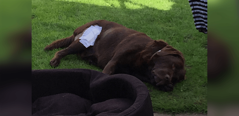 A este adorable labrador 'Bruno' le quedaban pocos días de vida. ¡Entonces nuestras oraciones fueron escuchadas!