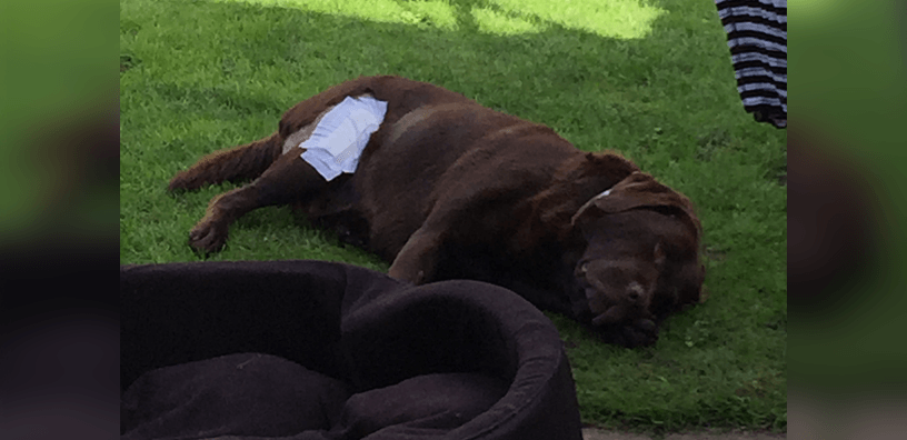 This Adorable Labrador 'Bruno' Had Just Days to Live. Then Our Prayers Were Answered!