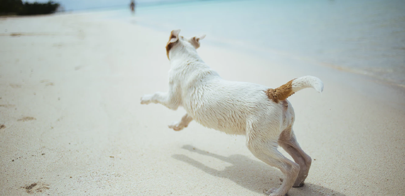 5 Signs Your Dog May Have Joint Pain