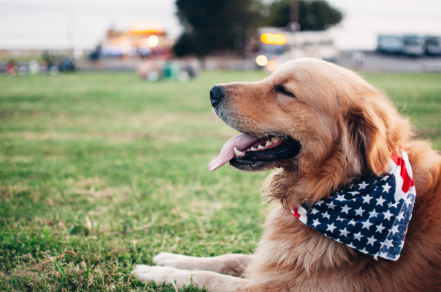 Top Tips for Helping Your Pet Through Independence Day