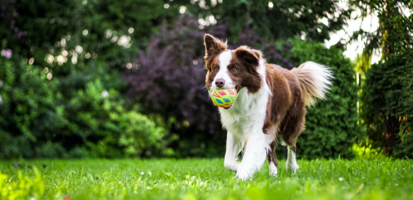 5 Benefits of Giving Your Dog a Daily Multivitamin