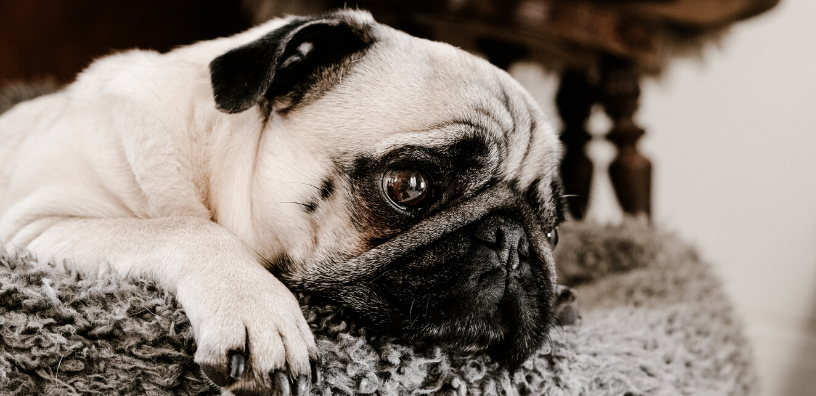 How to Help Dogs Deal With Grief