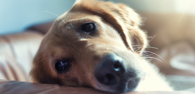 5 Tips For Soothing Separation Anxiety