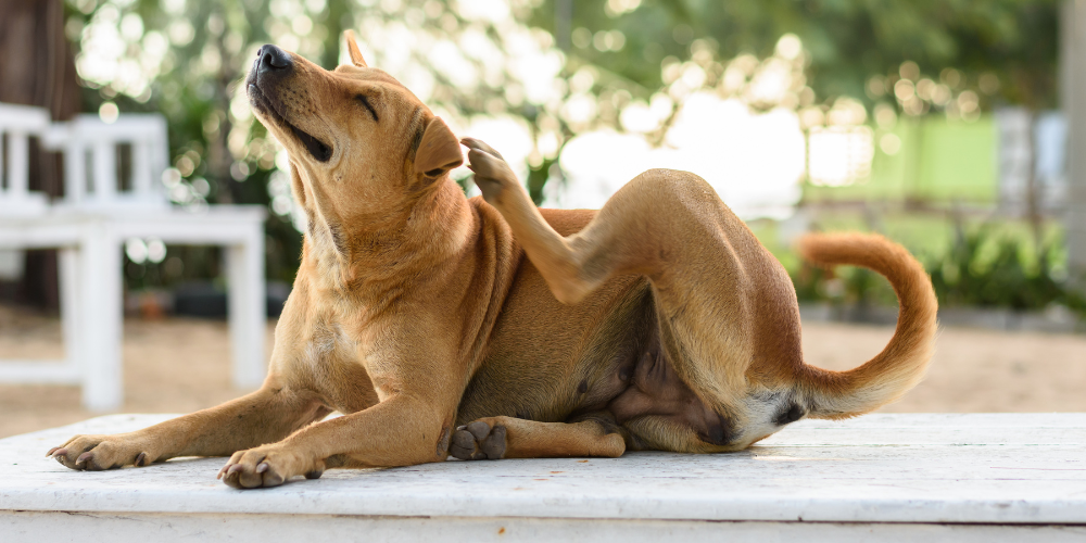 Why Your Dog's Itchy Skin Might Start in the Gut