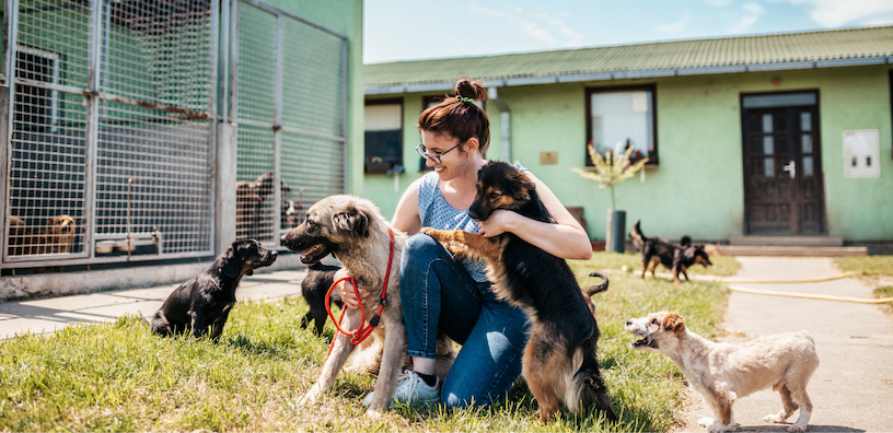 From Shelter to Soulmate: Your Guide to Adopting a Rescue Dog