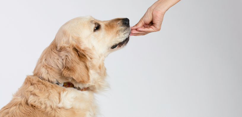 How to Give Your Dog a Pill: A Stress-Free Guide for Pet Parents