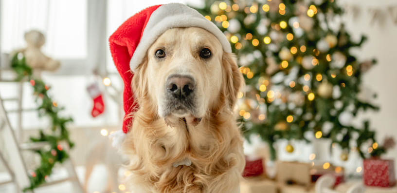 5 regalos navideños económicos para tu mejor amigo peludo