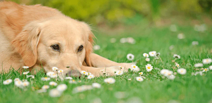 Golden retriever dog sitting in a field of flowers