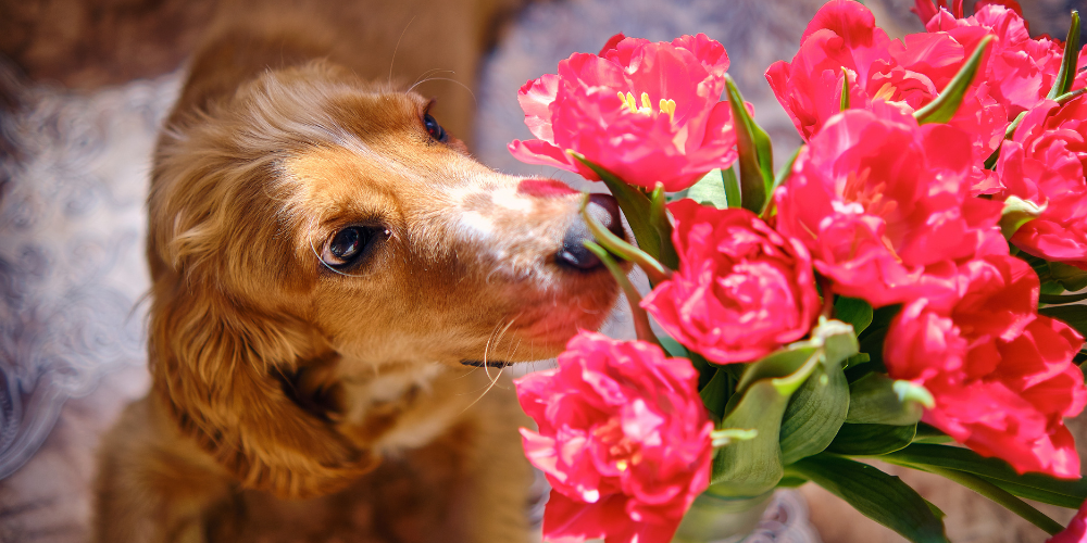How to Help Your Dog Transition From Winter to Spring (Inside & Out)