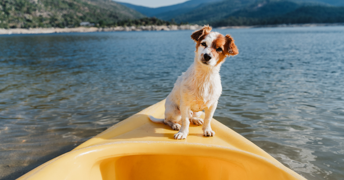 Active dog on a kayak during a summer lake adventure