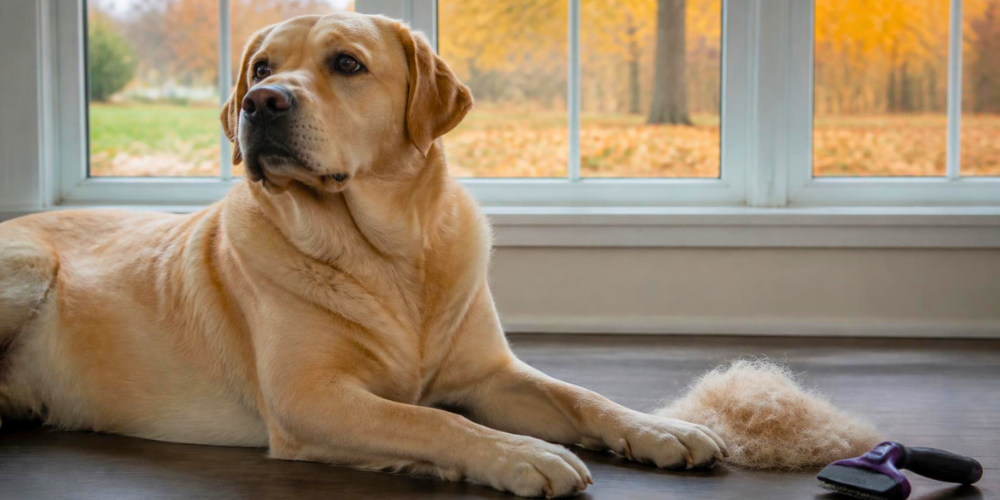 Labrador lying beside a pile of shed fur and grooming brush with fall trees outside.