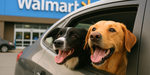 Two happy dogs stick their heads out of a car window with a Walmart store in the background.
