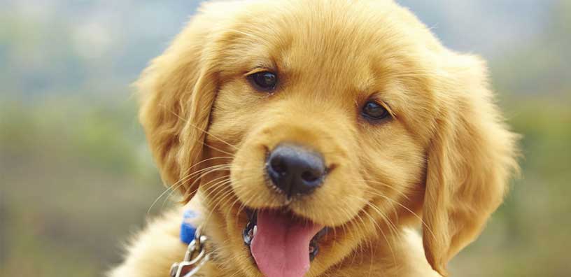Don’t buy Dog Treats till you Read This!