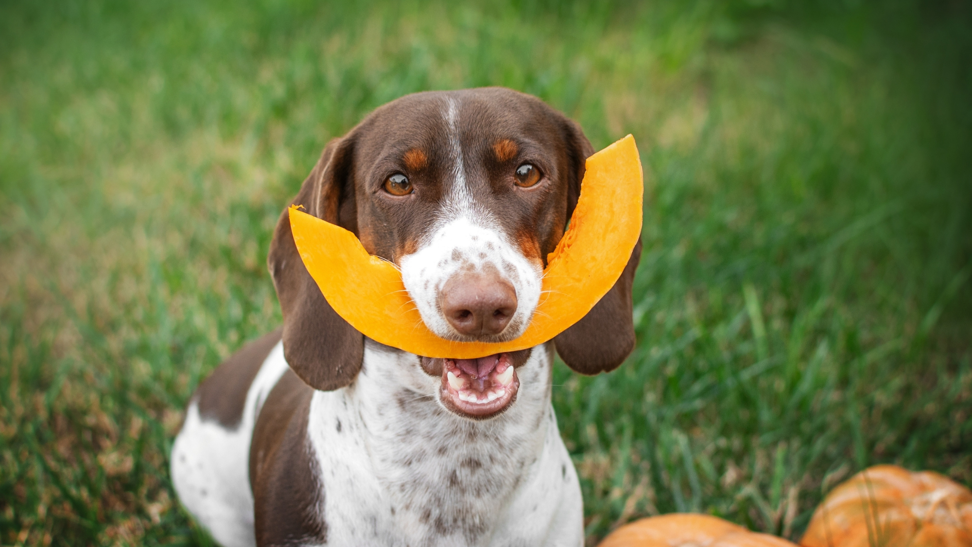 Dog with a smile-shaped pumpkin slice in his mouth