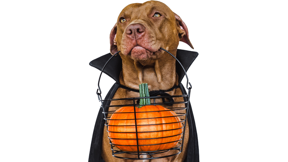 Sweet dog with a cape and holding a basket with a pumpkin inside