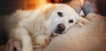Golden Lab or Retriever cuddled up with owner near the fireplace in a cozy home