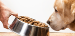 Senior pup getting his kibble
