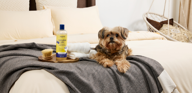 A yorkie terrier pup sits on a neatly made bed next to PupGrade Complete Care Shampoo and Conditioner.
