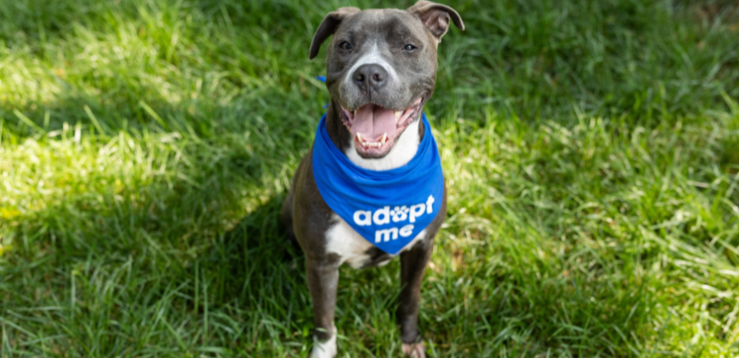 Pup outside wearing an "adopt me" bandana