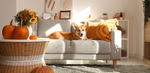 Content Corgi sitting in living room, decorated for Thanksgiving Holidays