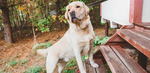 A golden lab dog walking up a set of stairs outside.