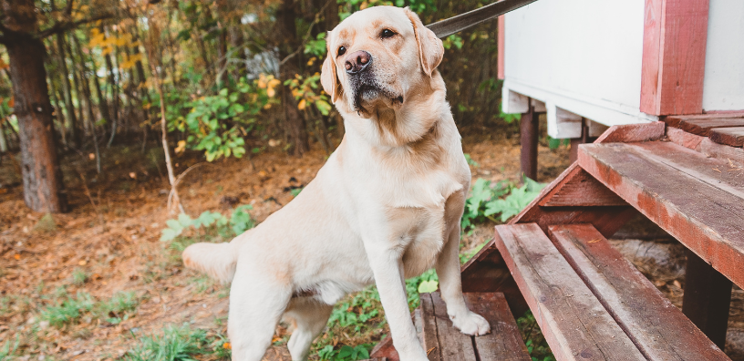 A golden lab dog walking up a set of stairs outside.